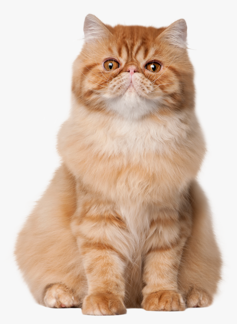 Sitting Cat Png Clip Art, transparent png download