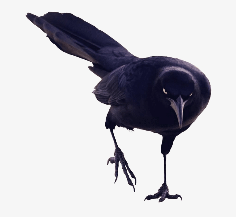 Skateboarding Budgie Birds Png Image - Birds Transparent, transparent png download