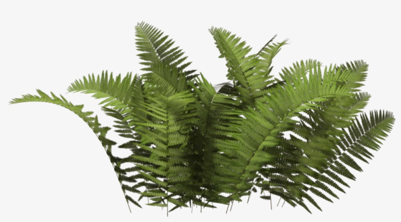 Plants Png Hd - Plant Png, transparent png download