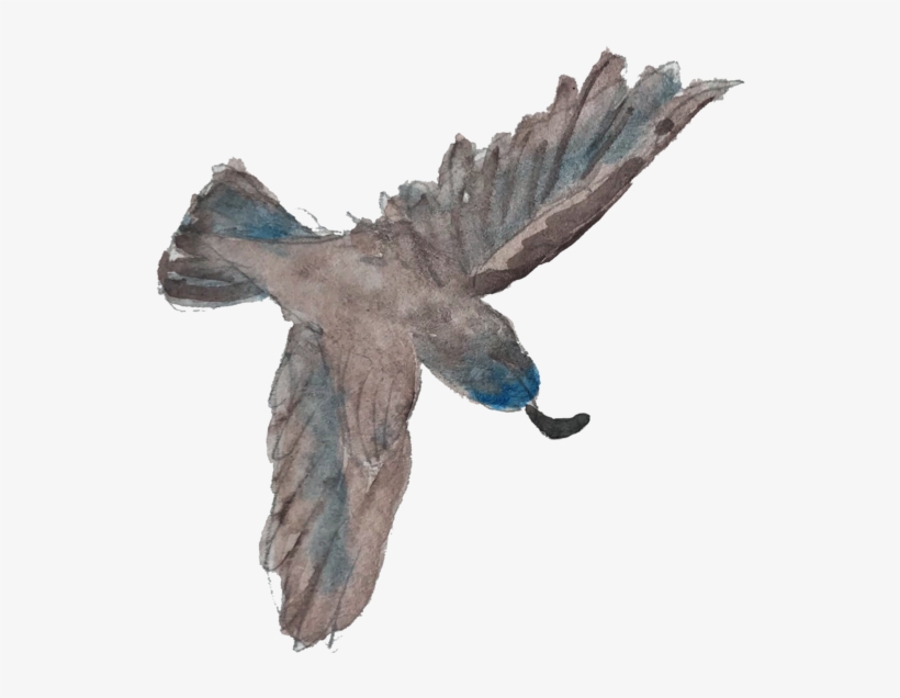 Flyingquail, transparent png download