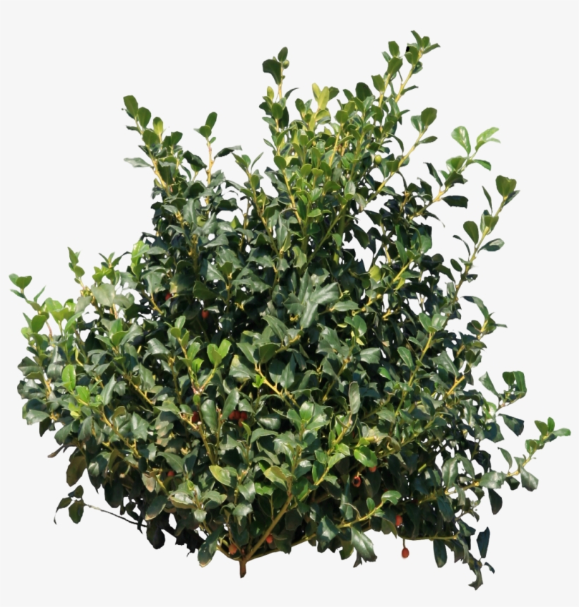 Image Result For Bushes Png - Bush Png, transparent png download
