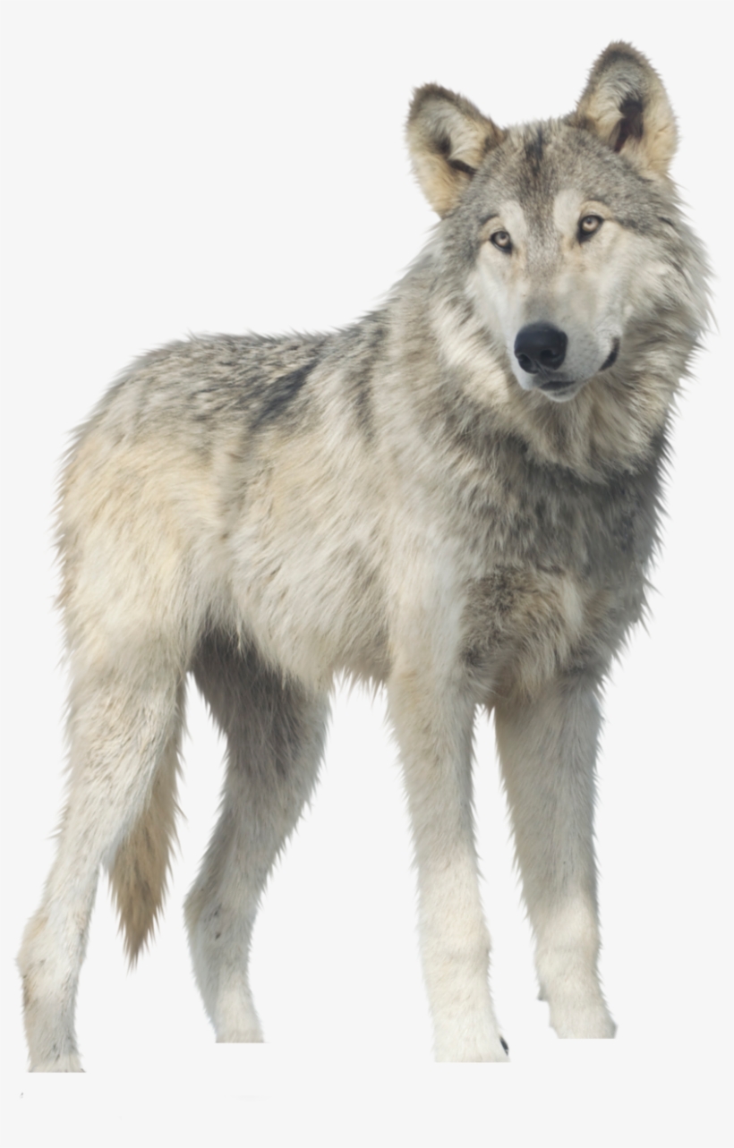 Wolf Png - Canis Lupus Png, transparent png download