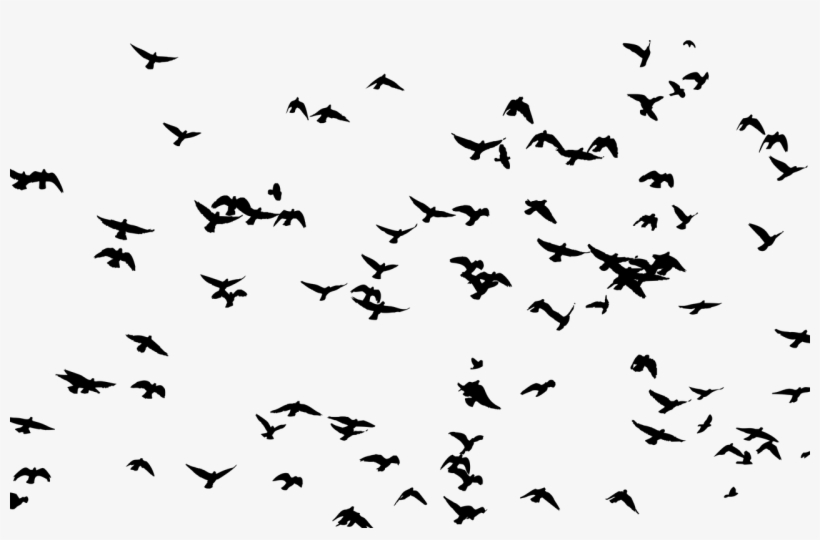 Bird Flight Flock Silhouette Swallow Free Commercial - All That The Birds See [book], transparent png download