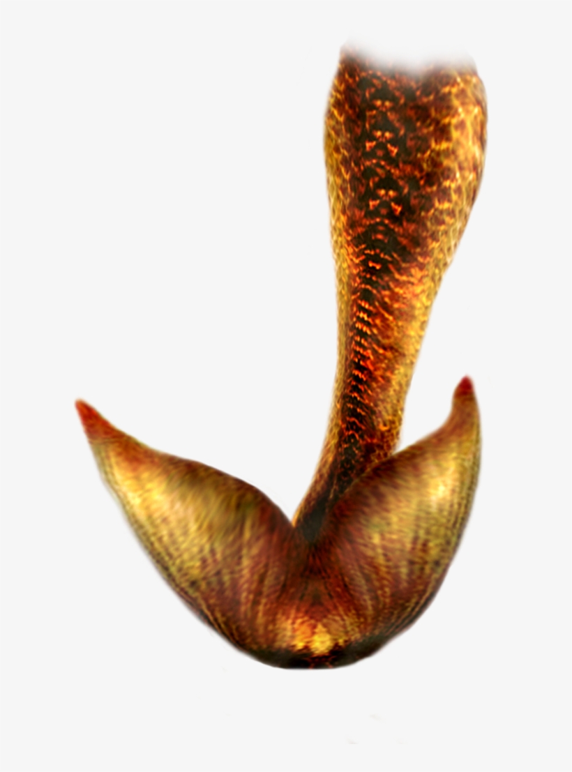 Mermaid Tail Png Hd - Real Mermaid Tail Png, transparent png download