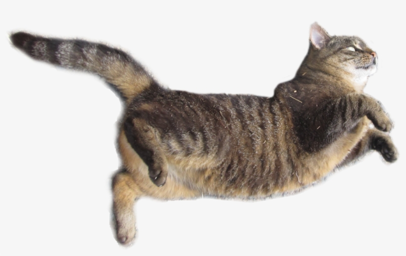 Free Images Download Cat Vector Black And White Download - Real Cat Png, transparent png download