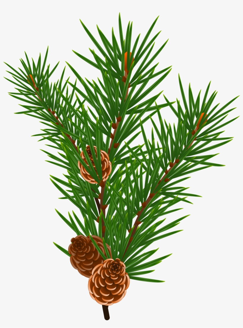 This Free Icons Png Design Of Pine Branch, transparent png download