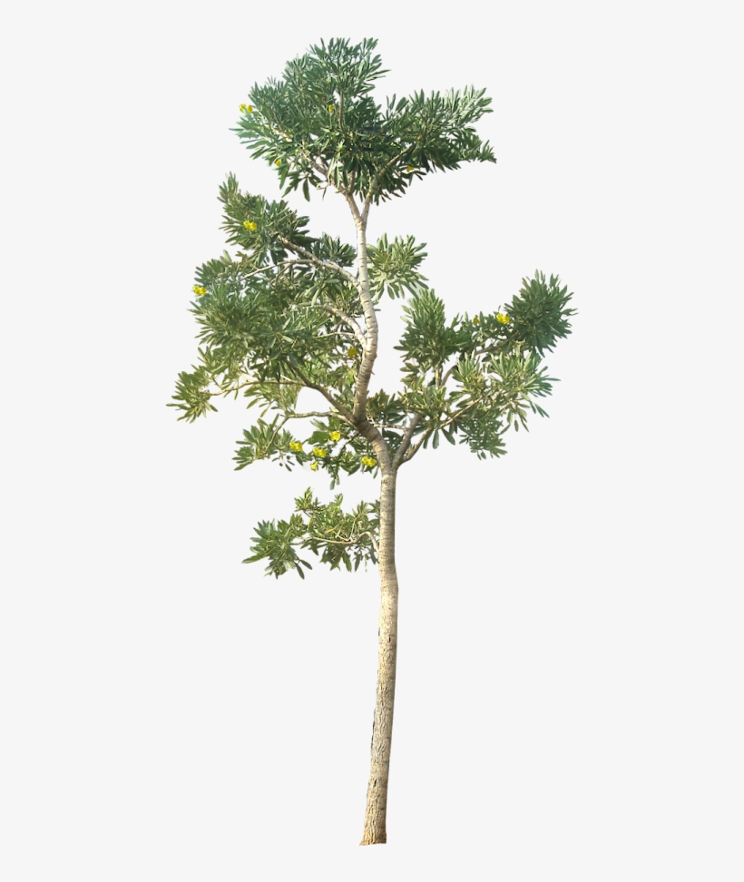 Free Icons Png - Tree Png Architecture, transparent png download