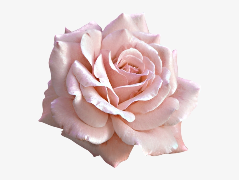Large Light Pink Rose Png Clipart Ilrations And Prints - Pink Rose Png, transparent png download