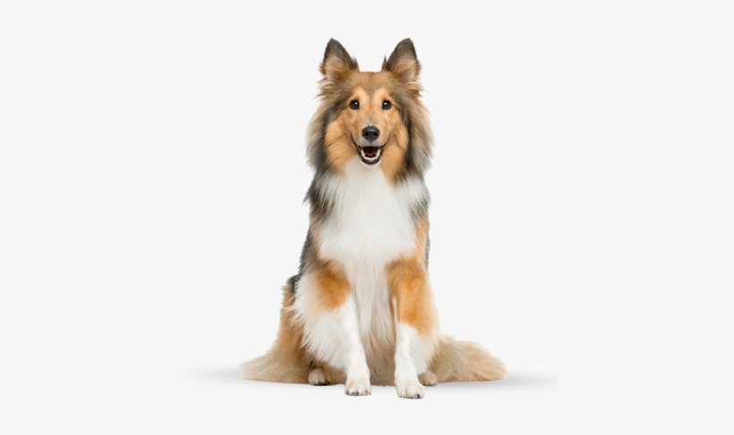 Beautiful Collie Dog - Truth About Pet Cancer, transparent png download