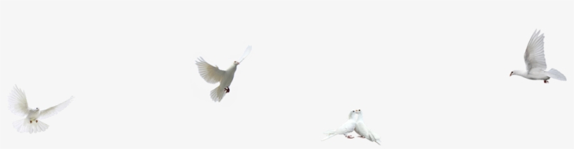 Dove - Northern Grey Shrike, transparent png download