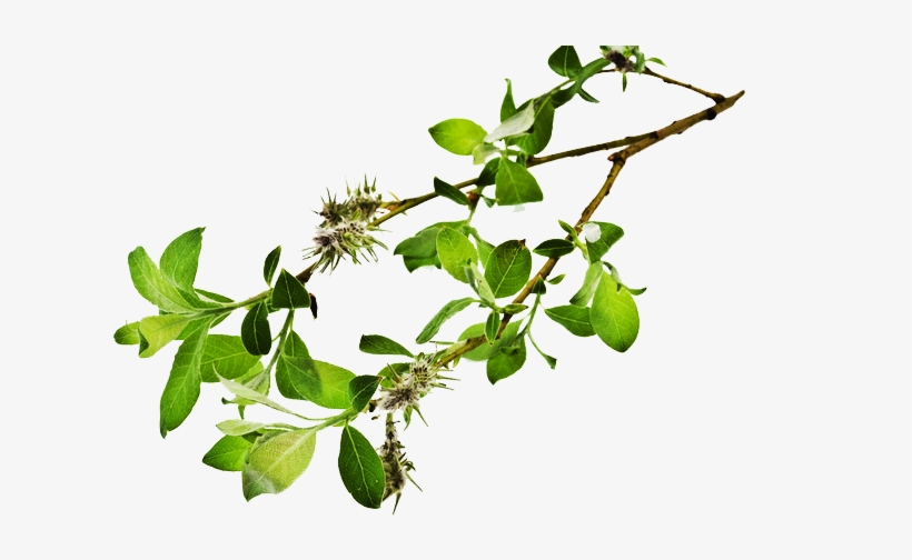 Branch Free Download Png - Portable Network Graphics, transparent png download