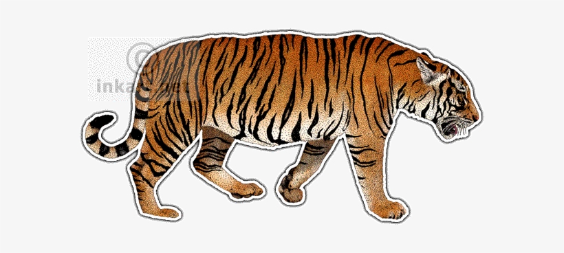 South China Tiger - South China Tiger Drawing, transparent png download