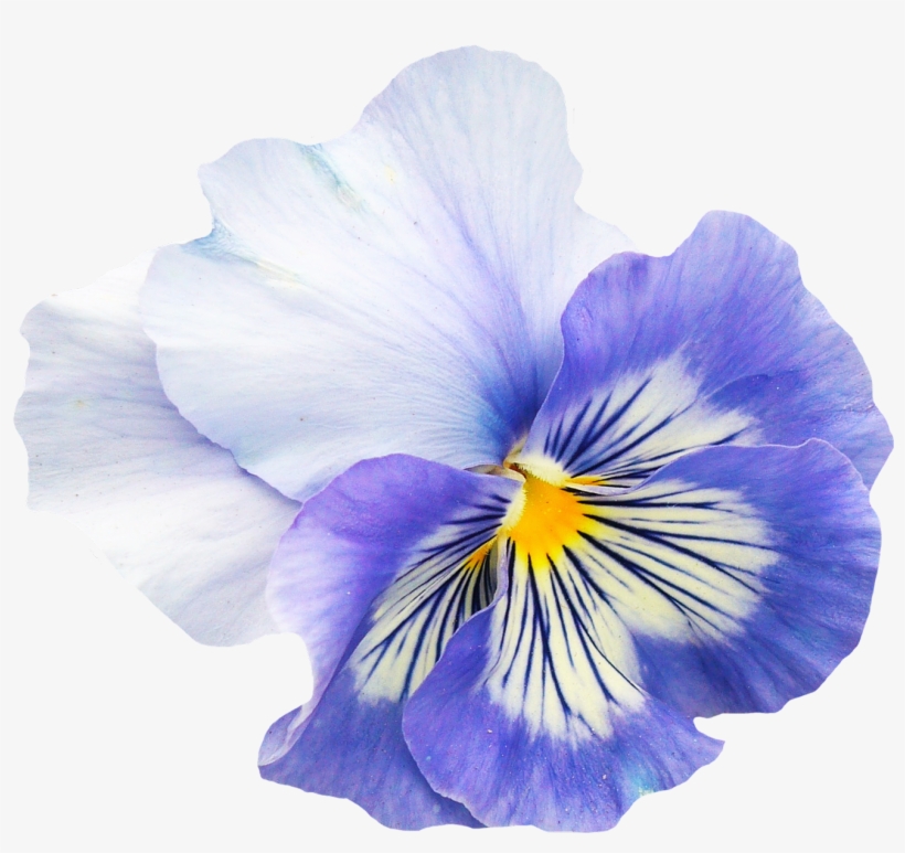 Pansy Flower Png, transparent png download