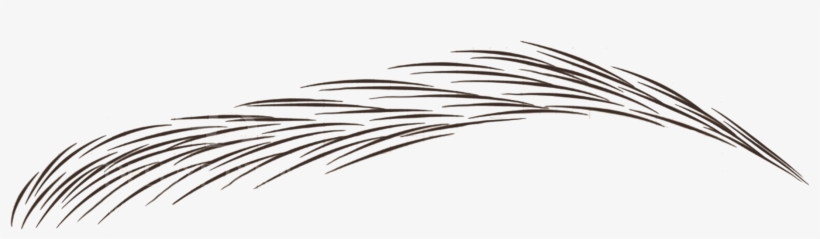 Fundamental Pmu Registration Nz - Brow Hair Stroke Pattern, transparent png download