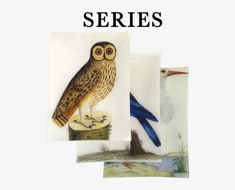 John Derian Company Inc, transparent png download