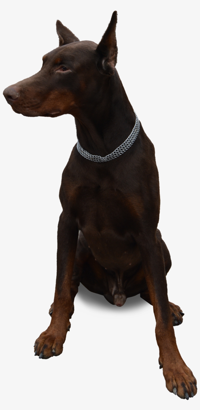 Doberman No Background, transparent png download