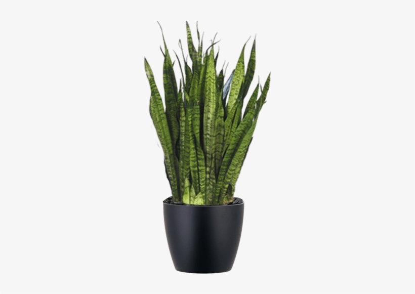 Sansevieria Zeylanica Low Light Indoor Snake Plant - Sansevieria Zeylanica, transparent png download