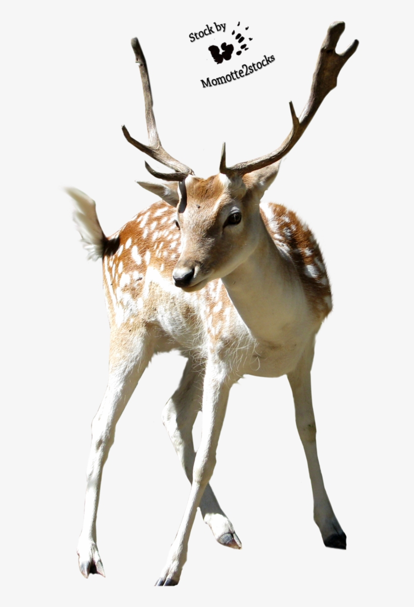 Christmas Deer Png - Cut Out Stock Png, transparent png download