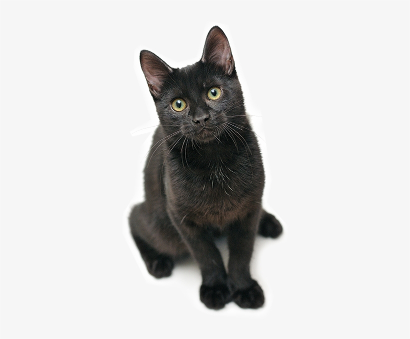 Resources - Black Cat Png, transparent png download