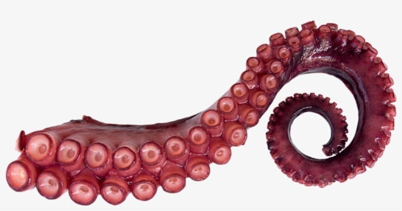 Octopus Png - Tentaculo De Pulpo, transparent png download