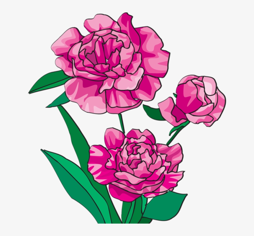 Similar Cliparts - - Peony Clip Art, transparent png download