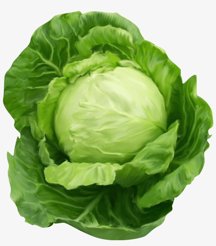 Lettuce Clipart Healthy Food - Cabbage Png Transparent PNG - 1232x1344