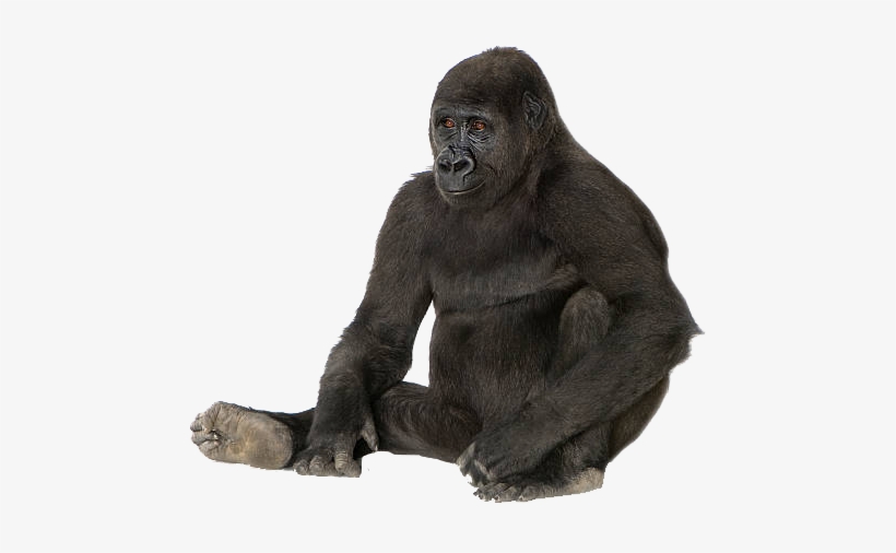 Littlegifts Gorilla Key Chain, transparent png download