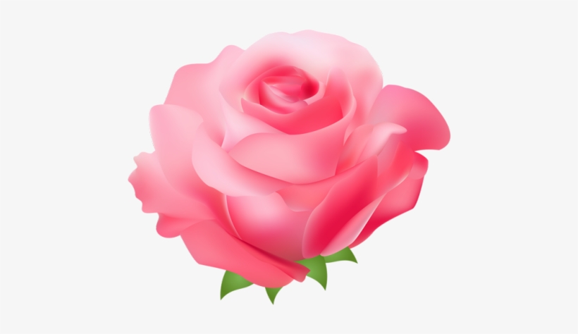 Clip Art Pink Floral - Pink Rose Art Png, transparent png download