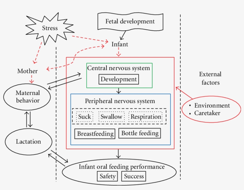 Oral Feeding Puzzle - Science, transparent png download