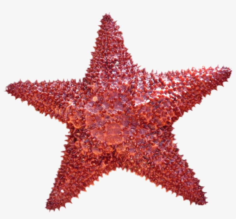 Transparent Background Star Fish, transparent png download