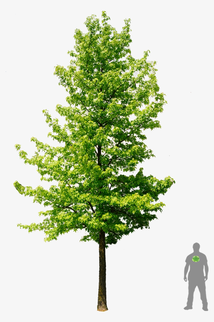 Amerikanischer Amberbaum Boom Amberboom - Liquidambar Png, transparent png download
