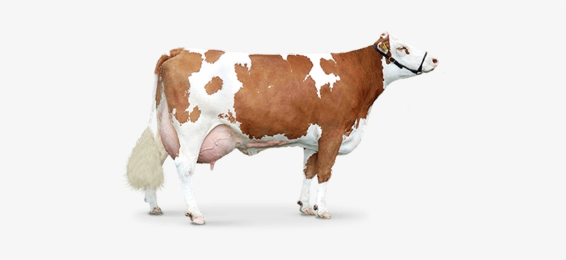 Cow Png - Cattle, transparent png download