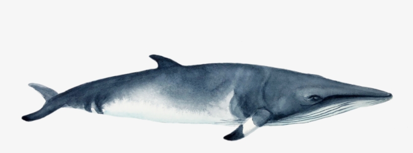 Minke 1 - Digitization, transparent png download