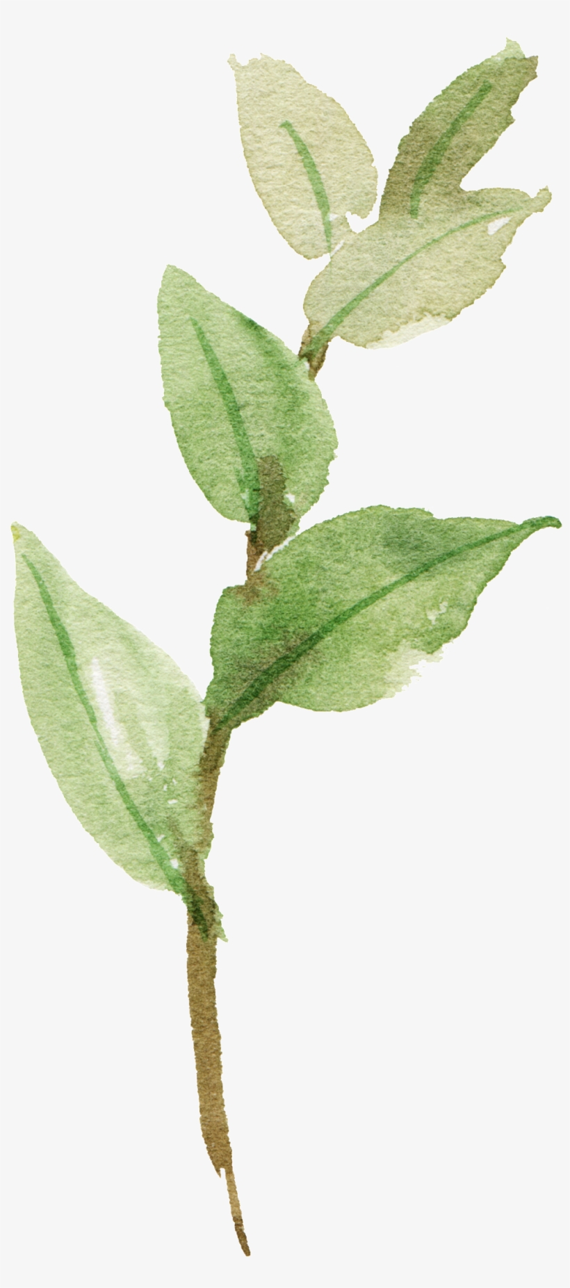 Watercolor Hand-painted Leaf Material - Portable Network Graphics, transparent png download