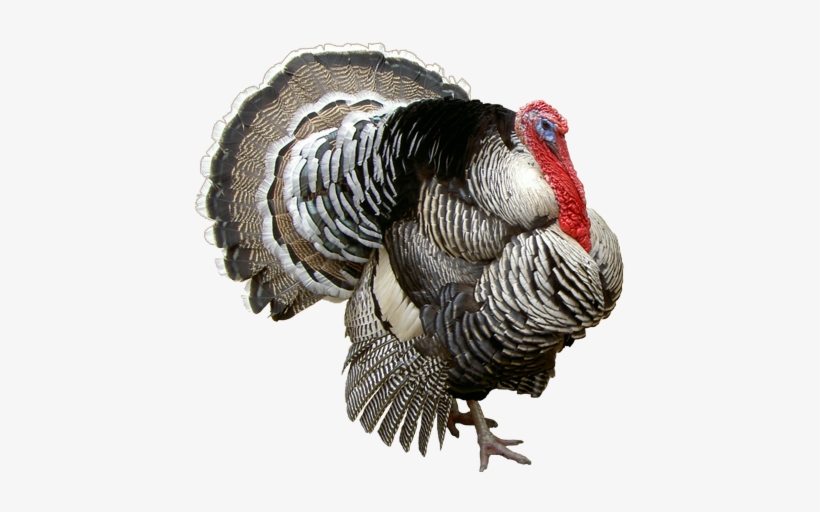 Local Turkey, transparent png download