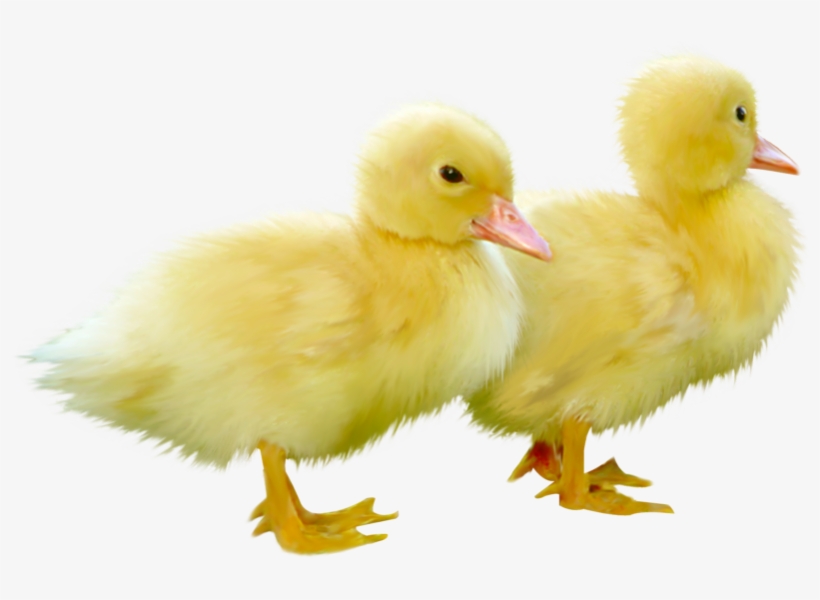 Freeuse Library Duck And Duckling Gallery Of Placards - Ducks Png, transparent png download