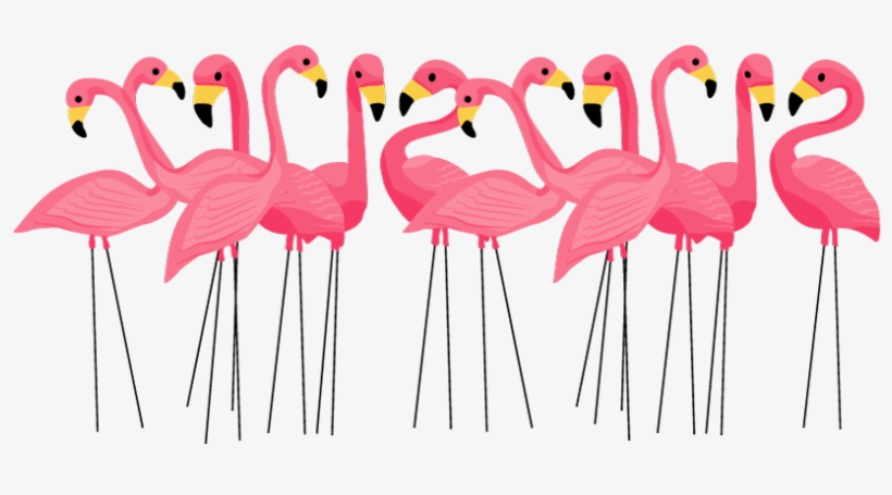 Classy Yard Pink Flamingos - Cuban Pink Flamingos Greeting Cards, transparent png download