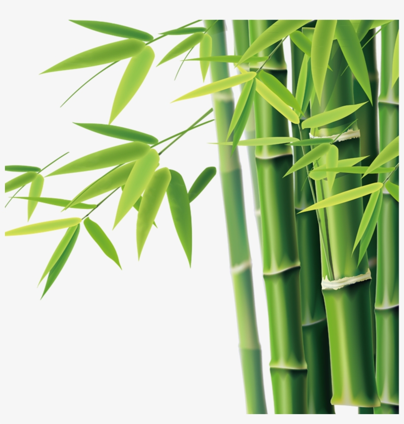 Bamboo Clipart, transparent png download