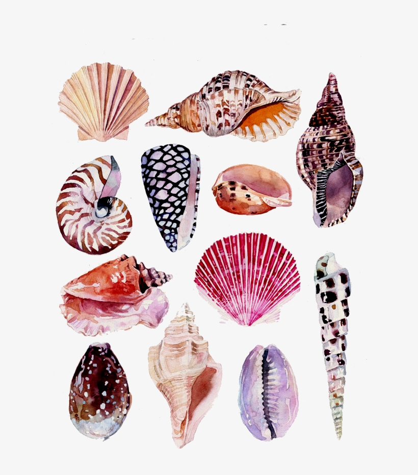 Watercolor Painting Art Nature Clip Transparent Stock - Watercolor Shell Scientific Illustration, transparent png download