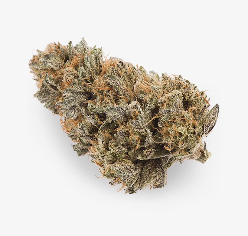 Hedgehog Cactus, transparent png download