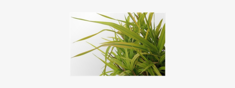 Ornamental Grass Phalaris Arundinacea Arctic Sun Poster - Sweet Grass, transparent png download