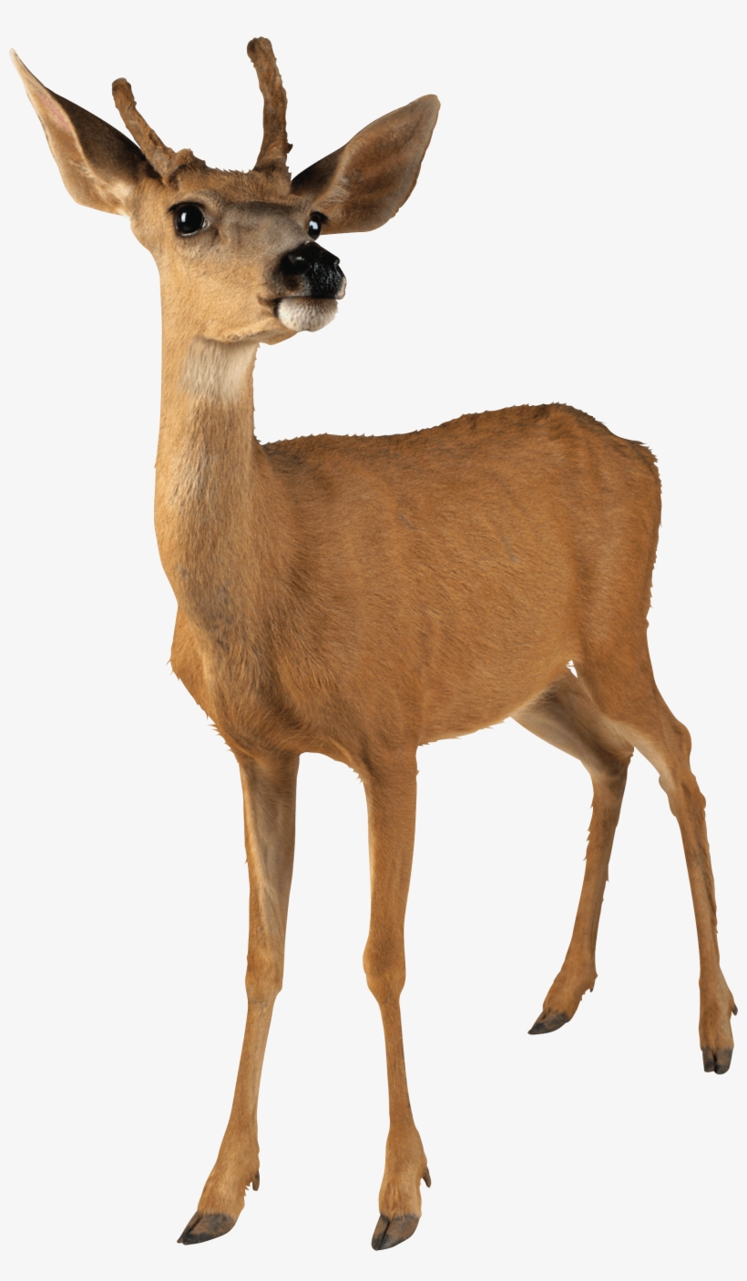 Deer Young - Deer Transparent Background, transparent png download