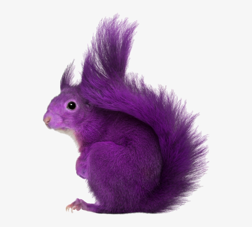Purple Squirrel, transparent png download