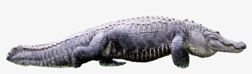 Alligator2 - Portable Network Graphics, transparent png download