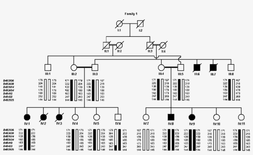 The Disease Haplotype Is Denoted By Solid Black Bars - Diagram, transparent png download