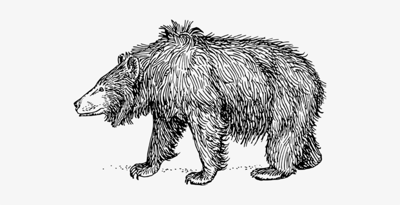 Sloth Bear American Black Bear Brown Bear - Sloth Bear Black And White, transparent png download