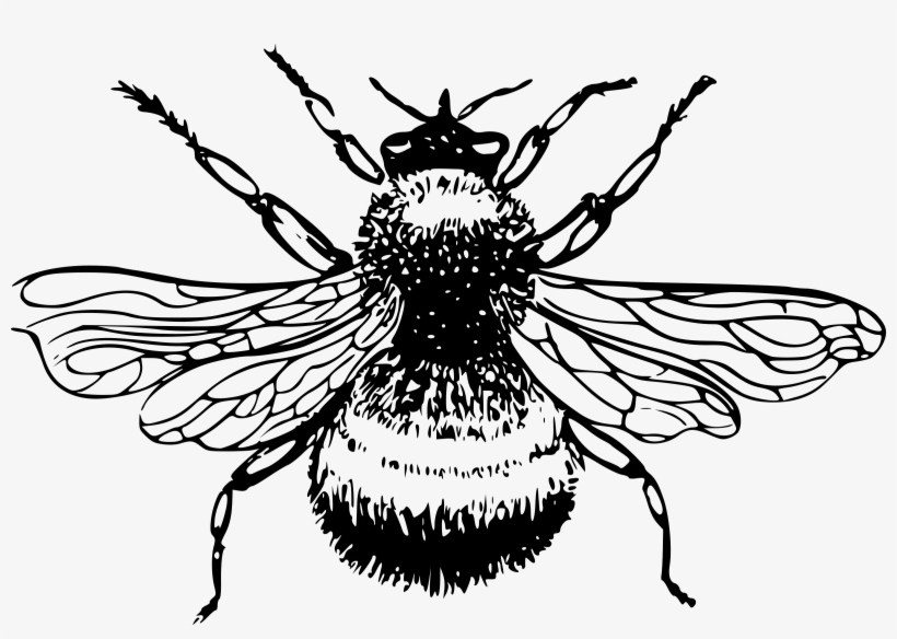 This Free Icons Png Design Of Bumble-bee, transparent png download