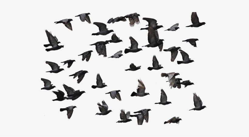 Mumtaztic Pigeon Loft - Tó, Portugal, transparent png download