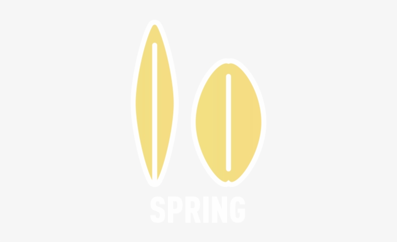 Spring - Soybean, transparent png download