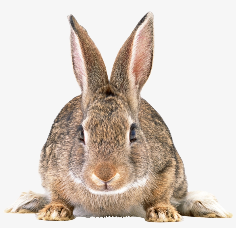 Free Png Cute Brown Rabbit Png Images Transparent - Rabbit With No Background, transparent png download